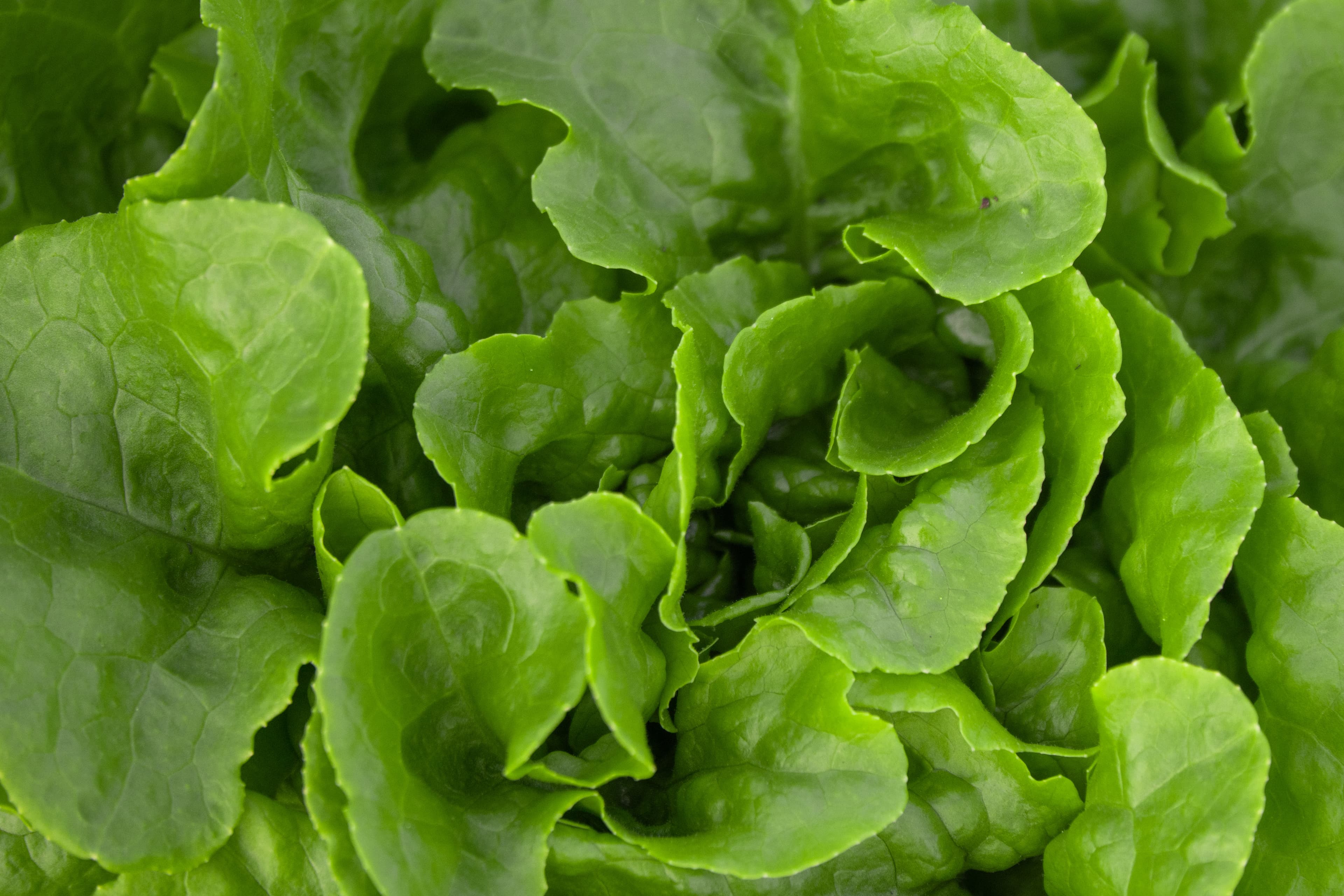 Frischer Salat
